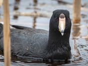 Old Coot