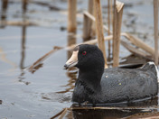 Old Coot