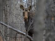 Curious Moose