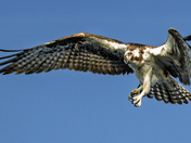 An Osprey on the hunt. 