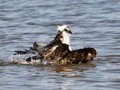 Osprey