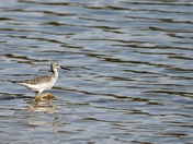 Greater Yellow Legs