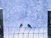 Mountain Bluebirds in a Prairie Snowstorm