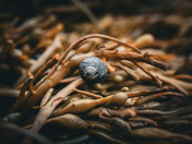 Periwinkle Snail