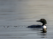 Common loon
