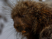 Porcupine 