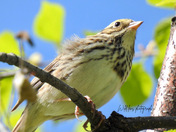 Savannah sparrow 