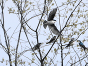 From the tree swallow collection