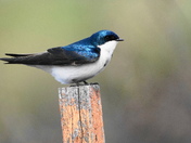 From the tree swallow collection 