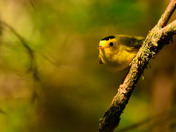 Wilson's Warbler