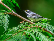 Black-throated Gray Warbler