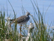 Lesser Yellowlegs