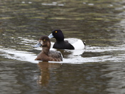 A pair of Lesser Scaupe