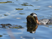 Building a floating nest