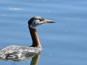 Red Necked Grebe