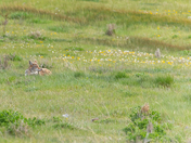 Where the Wildflowers Grow