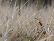  Bittern Season
