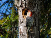 Red-Bellied Woodpecker