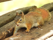 Hey guys, look what I found !