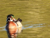Wood duck and common Loon