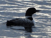 The common Loon. Beautiful 