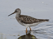 Wading Yellowlegs