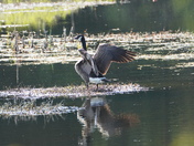 Nature scene - Canada goose