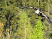 Mayday!  Mayday!  Mayday! 