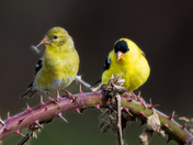 American Goldfinch