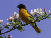 Baltimore Oriole With Spring Blossoms