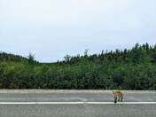 The fox on the road