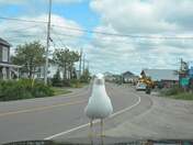 The gull who wanted to be my friend