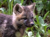 Fox Kit Season!!