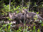 Fox Kit Season!!