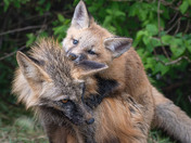 Fox Kit Season!!