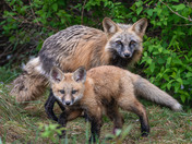 Fox Kit Season!!