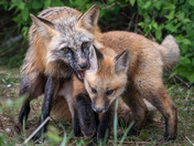 Fox Kit Season!!