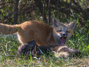 Fox Kit Season!!