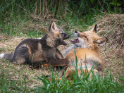 Fox Kit Season!!