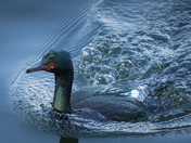 Here Comes Cormorant