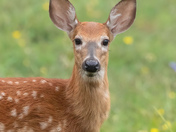 White tail fawn