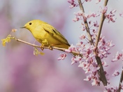 Warbler’s joy in a world of pink 🐤🌸