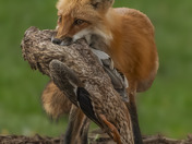 Prey in jaws, fire in eyes 🦊 🦆