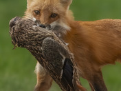 Prey in jaws, fire in eyes 🦊 🦆