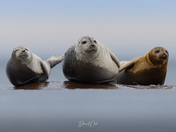 3 Seals bathing on a rock