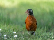 The American Robin and earthworms