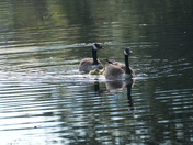 Loving care - riding the kids