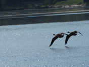 Geese in love - synchronized flight