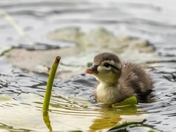 Wood Duck Chick