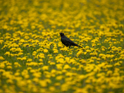 Dandelion Grackle